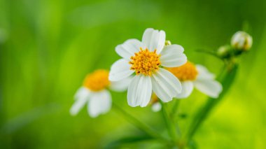 sabah ışık yeşil zemin üzerine beyaz çiçek yakın çekim.