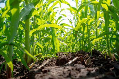 Genç yeşil Mısır tarlasında tarım Bahçe kapatın