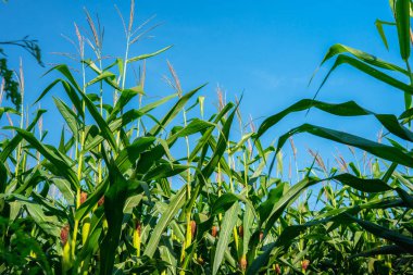 mavi gökyüzü ile tarımsal Bahçe genç yeşil mısır tarlasında