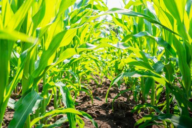 Genç yeşil Mısır tarlasında tarım Bahçe kapatın