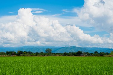 Asya yeşil pirinç tarlaları yağmur mevsimi buluta, Tayland ülkenin ekimi ile manzara.