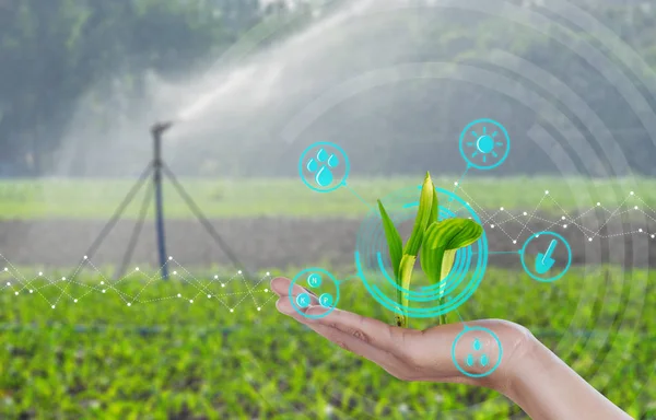 現代農業デジタル技術の概念を手に若いトウモロコシ幼植物の成長 — ストック写真