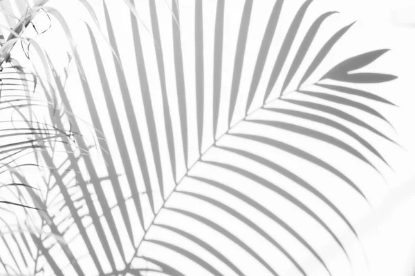 shadows palm leaves on a white wall. abstract background