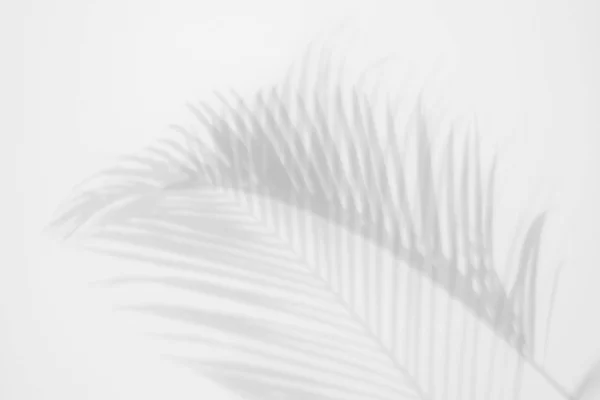 Shadows Palm Leaves White Wall Abstract Background — Stock Photo, Image