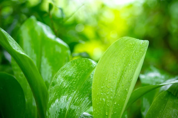 Fondo Natural Hoja Verde Lluvia Con Luz Solar Temporada Lluvias —  Fotos de Stock