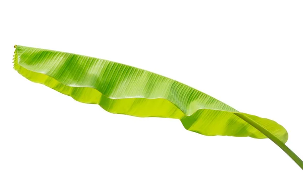 Banana Leaf Isolerade Vit Bakgrund Filen Innehåller Urklippsbana — Stockfoto