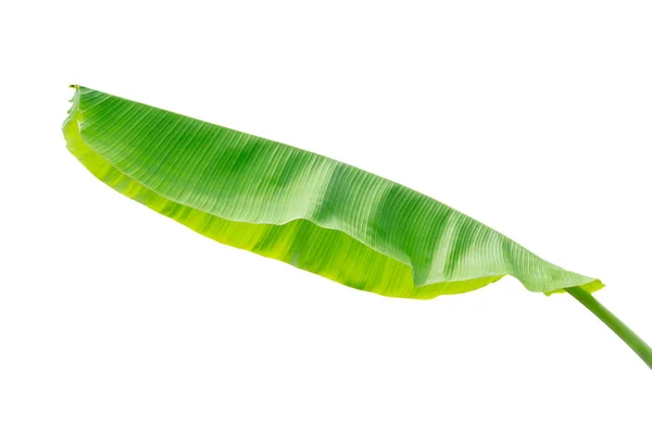 バナナの葉に孤立した白い背景 クリッピング パスがファイルに含まれています — ストック写真