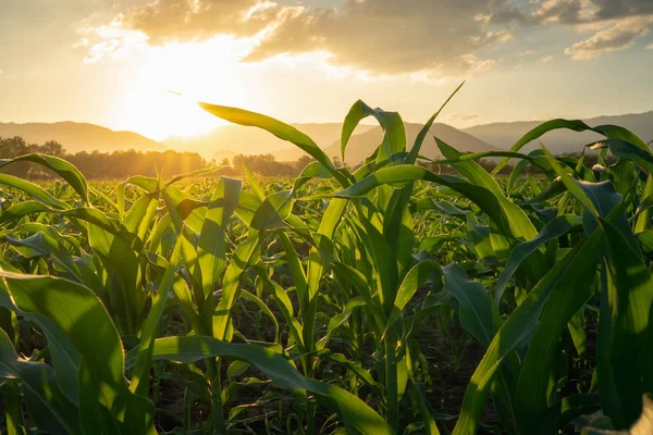 Campo Maíz Verde Joven Jardín Agrícola Luz Brilla Puesta Del — Foto de Stock