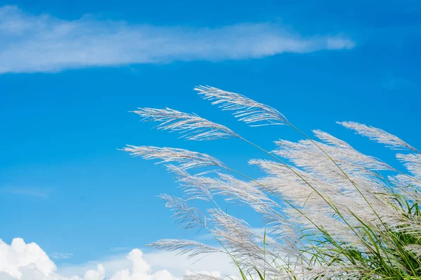 Wind Waait Witte Gras Bloem Van Riet Plant Blauwe Hemel — Stockfoto