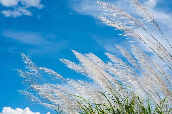 Wind Waait Witte Gras Bloem Van Riet Plant Blauwe Hemel — Stockfoto