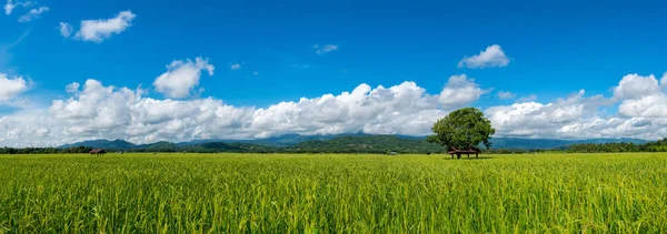 Panorama Paisagem Asiático Campos Arroz Verde Cabana Agricultor Estação Chuvosa — Fotografia de Stock