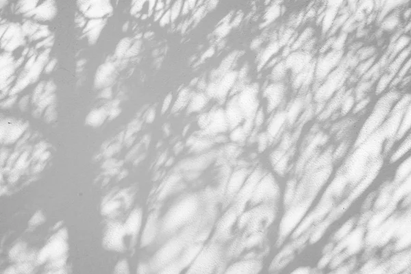 Fundo Abstrato Folha Sombras Uma Parede Branca — Fotografia de Stock