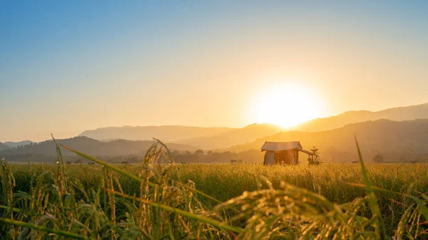 Rizières Asiatiques Cabane Fermiers Soirée Coucher Soleil Culture Dans Pays — Photo