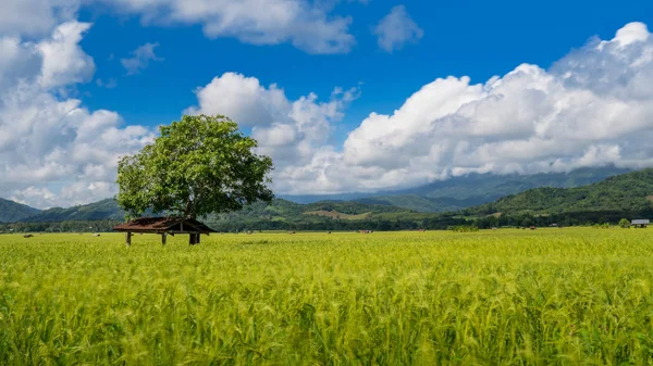 Paisagem Asiática Campos Arroz Verde Cabana Agricultor Estação Chuvosa Cultivo — Fotografia de Stock