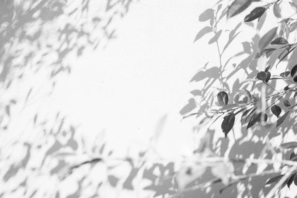 Abstrakt Skuggor Löv Vit Vägg Bakgrund — Stockfoto