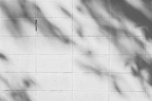 abstract background of shadows leaf on a white wall.