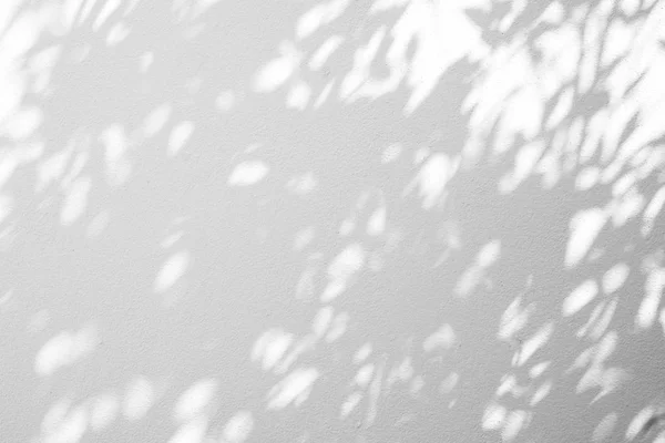 Abstract Shadows Leaf White Wall Background — Stock Photo, Image