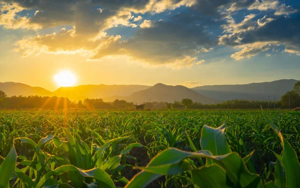Młody Zielony Kukurydza Pole Ogrodzie Rolniczym Światło Świeci Zachód Słońca — Zdjęcie stockowe