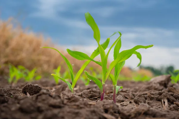 Maïs Zaailing Landbouw Tuin Groeiende Jonge Groene Maïs Zaailing — Stockfoto