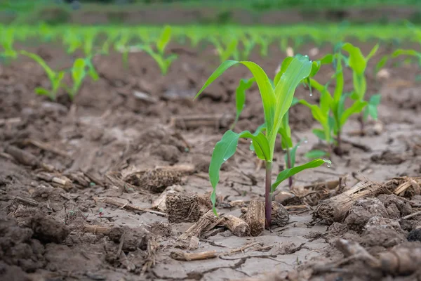 Maize seedling in the agricultural garden, Growing Young Green Corn Seedling