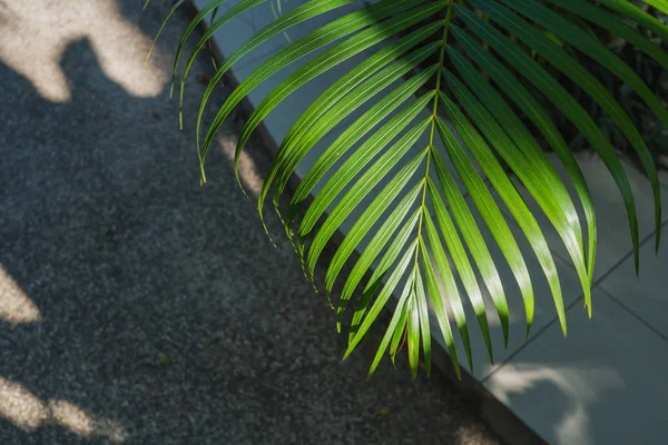 Close Green Palm Leaf Shadows — Stock Photo, Image