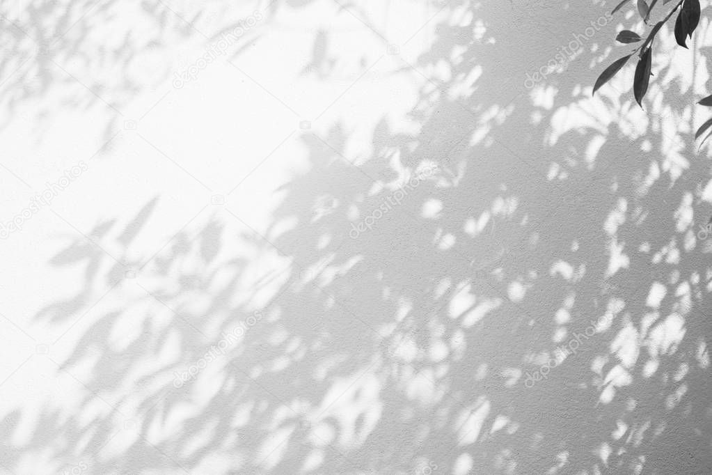 abstract background of shadows leaf on a white wall.