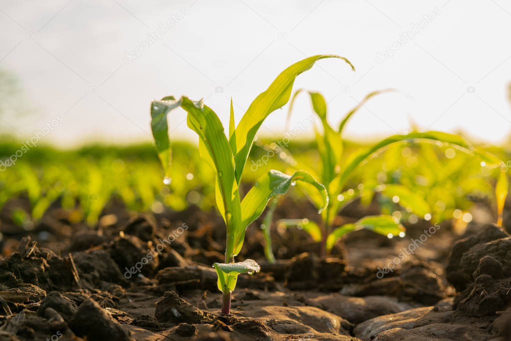 Maize seedling in the agricultural garden at morning light, Growing Young Green Corn Seedling