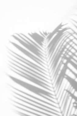 beyaz duvar arka planda gölgeler palmiye yaprağı. yaratıcı tasarım yaz konsepti için