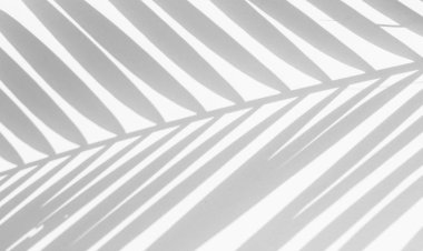 beyaz duvar arka planda gölgeler palmiye yaprağı. yaratıcı tasarım yaz konsepti için