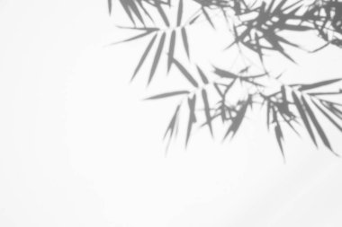 beyaz duvar yüzeydoku arka plan üzerinde bambu yaprağı gölgeler. beyaz ve siyah ton