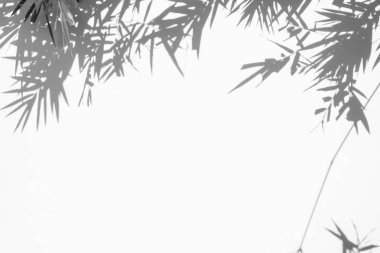 beyaz duvar yüzeydoku arka plan üzerinde bambu yaprağı gölgeler. beyaz ve siyah ton