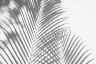 beyaz duvar arka planda gölgeler palmiye yaprağı. yaratıcı tasarım yaz konsepti için