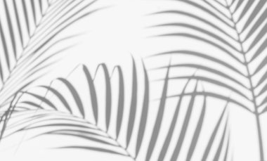 beyaz duvar arka planda gölgeler palmiye yaprağı. yaratıcı tasarım yaz konsepti için