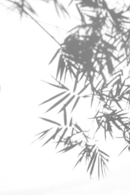 beyaz duvar yüzeydoku arka plan üzerinde bambu yaprağı gölgeler. beyaz ve siyah ton