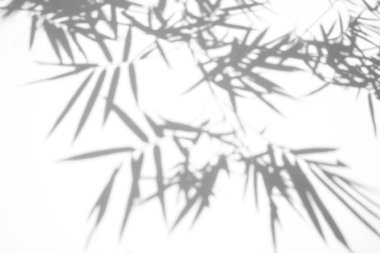 beyaz duvar yüzeydoku arka plan üzerinde bambu yaprağı gölgeler. beyaz ve siyah ton