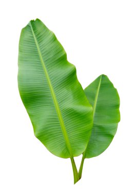 Banana leaf Wet isolated on white background. File contains a clipping path clipart