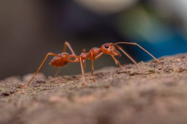 Kırmızı karınca, makro çekim, karıncalar çalışan bir hayvan ekip çalışmasıdır.