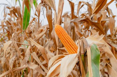 tarım bahçesinde sapları üzerinde sarı kuru olgun mısır, Mısır hasat sezonu