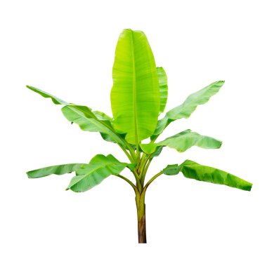 Beyaz arka planda izole edilmiş muz ağaçları. Dosya bir kırpma yolu içeriyor.