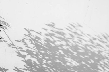 Yüzeydeki beyaz duvar arkaplan dokusundaki gölge yaprağının soyut hali. siyah beyaz renk tonu