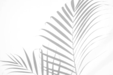 beyaz duvar arka planda gölgeler palmiye yaprağı. yaratıcı tasarım yaz konsepti için