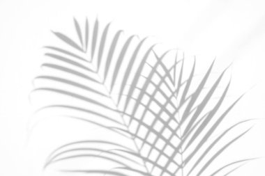 beyaz duvar arka planda gölgeler palmiye yaprağı. yaratıcı tasarım yaz konsepti için