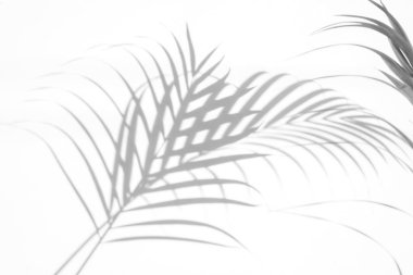 beyaz duvar arka planda gölgeler palmiye yaprağı. yaratıcı tasarım yaz konsepti için