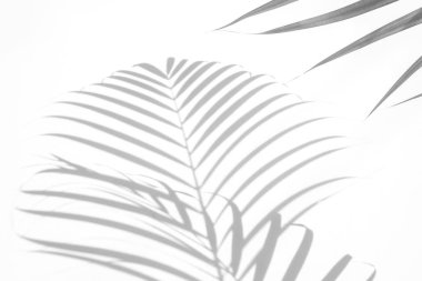 beyaz duvar arka planda gölgeler palmiye yaprağı. yaratıcı tasarım yaz konsepti için