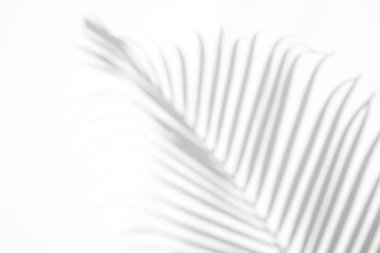 beyaz duvar arka planda gölgeler palmiye yaprağı. yaratıcı tasarım yaz konsepti için