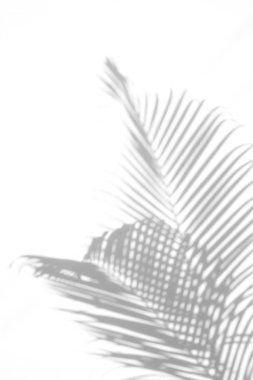 beyaz duvar arka planda gölgeler palmiye yaprağı. yaratıcı tasarım yaz konsepti için