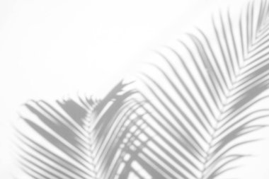 beyaz duvar arka planda gölgeler palmiye yaprağı. yaratıcı tasarım yaz konsepti için