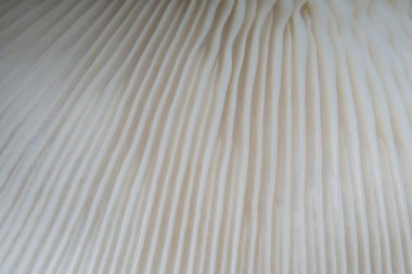 güzel makro mantar doku doğa arka plan. Fikir tasarım desen duvar kağıdı kavramı doğal iş baskı ve web sitesi kullanma.