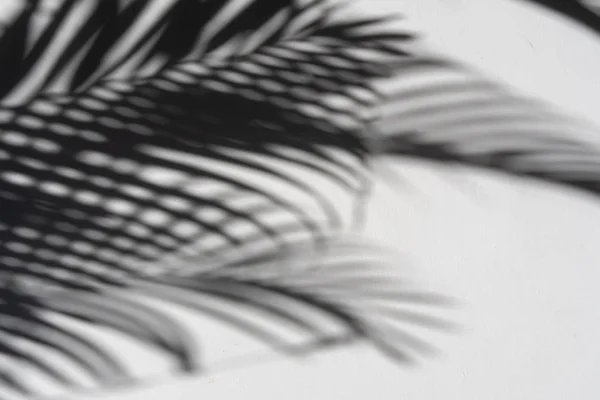 Тіні Пальмового Листа Білому Тлі Стіни Творчого Дизайну Концепції Літа — стокове фото