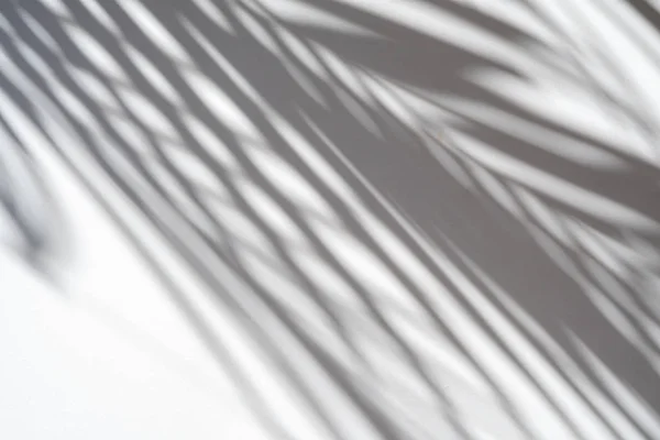 阴影棕榈叶在白色墙壁背景 创意设计夏季概念 — 图库照片